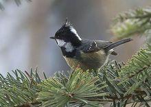 煤山雀（各亞種）