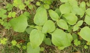 紫花小升麻 紫花小升麻