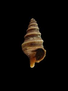 白珠卷管螺 白珠卷管螺