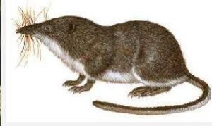 小鼩鼱西藏亞種 小鼩鼱西藏亞種