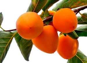 四方重台柿種源 四方重台柿種源