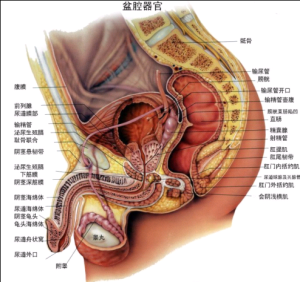 陰囊潮濕有異味 陰囊潮濕有異味