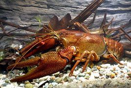 奧斯塔歐洲螯蝦 奧斯塔歐洲螯蝦