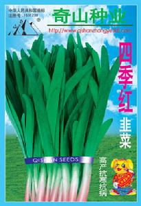 四季紅韭菜 四季紅韭菜