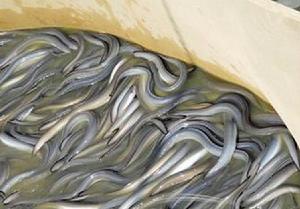 台山鰻魚 台山鰻魚