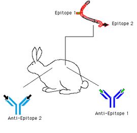 免疫原性 免疫原性