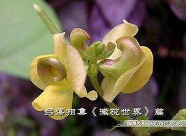 綠豆花[綠豆花]