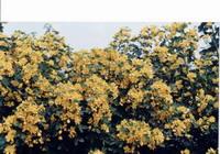 傘房決明 傘房決明