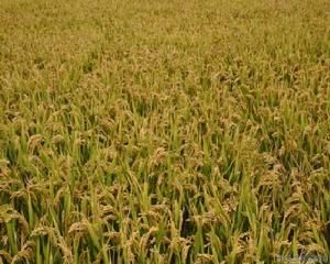 協優中1號 協優中1號