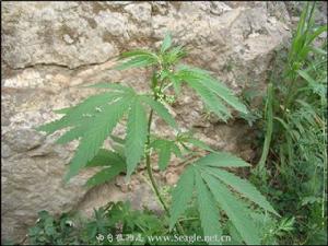 大麻葉佩蘭