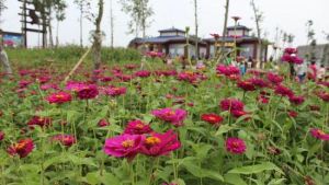 楓林花海 楓林花海