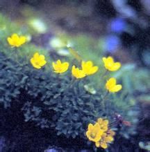 岩梅虎耳草 岩梅虎耳草