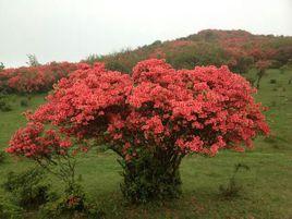 八卦腦山 八卦腦山
