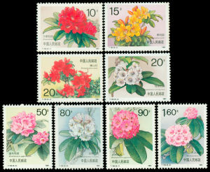 T162杜鵑花 T162杜鵑花