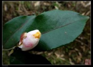滇南離蕊茶 滇南離蕊茶
