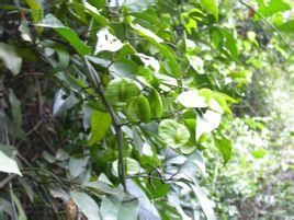 繡毛青藤 繡毛青藤