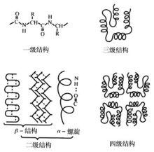 馬塞蘭·貝特羅