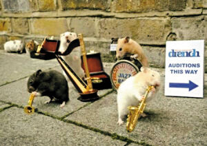 倉鼠樂隊 倉鼠樂隊