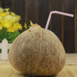 海南椰子 海南椰子