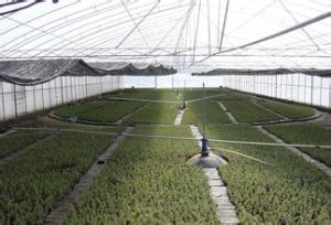 全日照噴霧扦插育苗 全日照噴霧扦插育苗