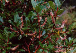 台高山柳 台高山柳