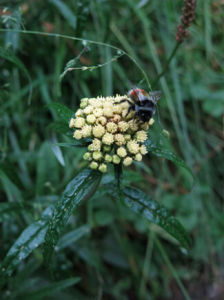 柳葉亞菊 柳葉亞菊