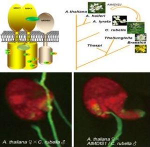 中國生命科學領域十大進展 中國生命科學領域十大進展