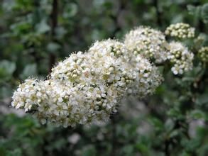 滇中繡線菊 滇中繡線菊