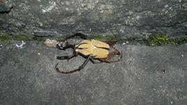 鹿角花金龜 鹿角花金龜