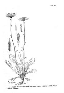 夭全紫菀 夭全紫菀