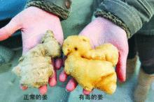 生薑[常用調味植物]