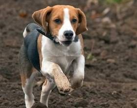 小獵兔狗 小獵兔狗