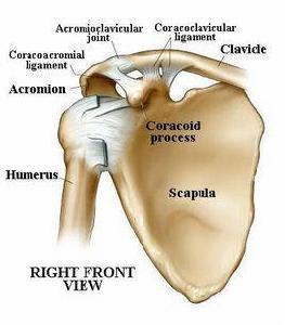 肩鎖關節 肩鎖關節