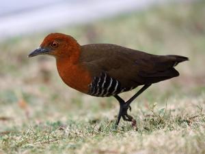 白喉斑秧雞南亞亞種 白喉斑秧雞南亞亞種