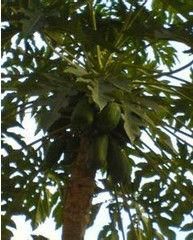 經濟作物 經濟作物