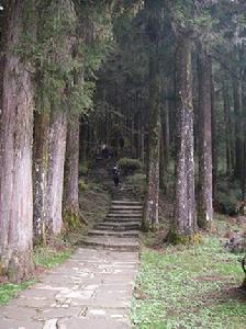 阿里山神木群