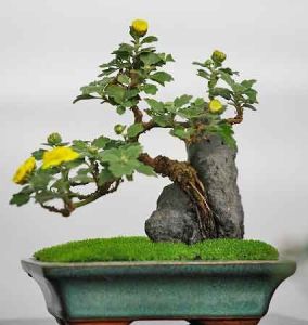 盆景小菊 盆景小菊