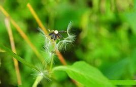 光苞毛鱗菊 光苞毛鱗菊