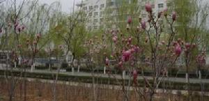 哈軸職工住宅建北 哈軸職工住宅建北