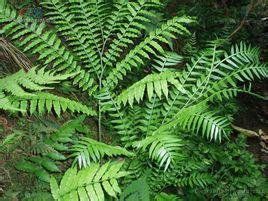 卵葉硬毛南芥 卵葉硬毛南芥