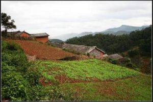 大甲板村 大甲板村