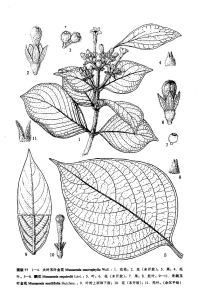 玉葉金花屬 玉葉金花屬