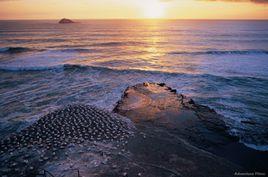 穆里懷塘鵝棲息地 穆里懷塘鵝棲息地