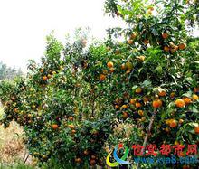 合水鎮[廣東省信宜市合水鎮]