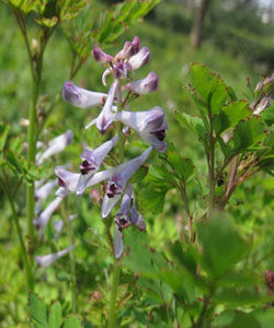 小花紫堇 小花紫堇