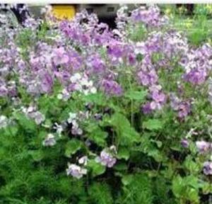 湖北諸葛菜(變種) 湖北諸葛菜(變種)