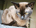 英國緬甸貓緬甸貓在美國被視為外國的短毛貓。品種的眼珠顏色應為金色或琥珀色，雖然與暹羅貓雜交有可能生出藍色或綠色眼珠。純種的緬甸貓從遺傳學上不可能是藍色或藍綠色眼睛的。