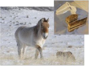 古生物相 古生物相