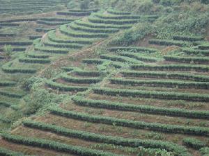 山茶樹自然村-旱地