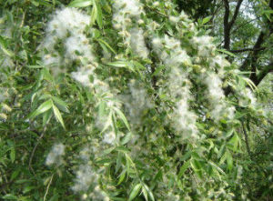 柳絮過敏 柳絮過敏